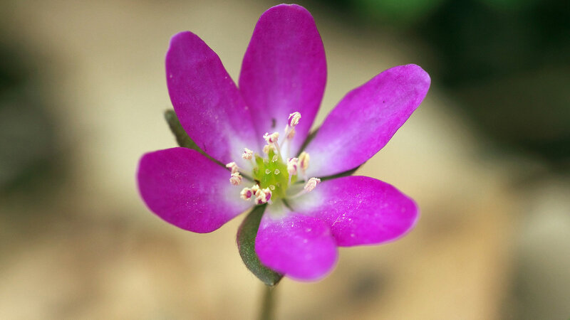 Purple Flower with Stamens — Serene, Spring