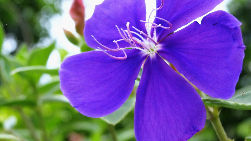 Purple Flower with Stamens — Serene