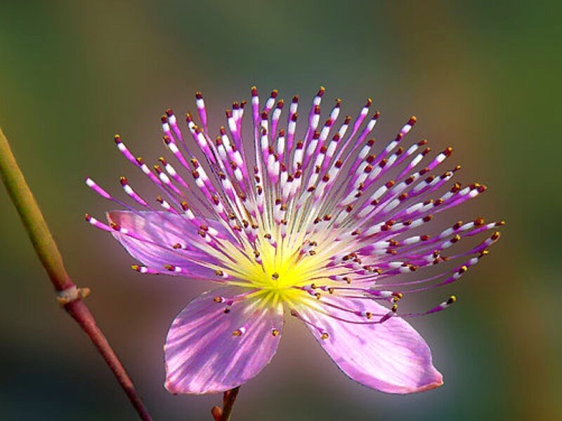 Purple Flower with Stamens