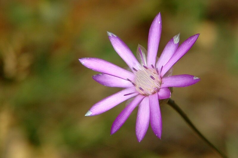 purple flower with star-shaped petals