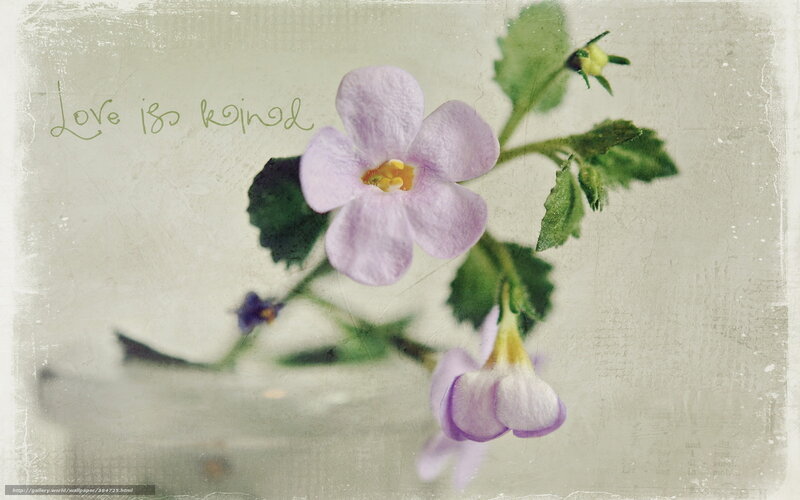 Purple flower with text