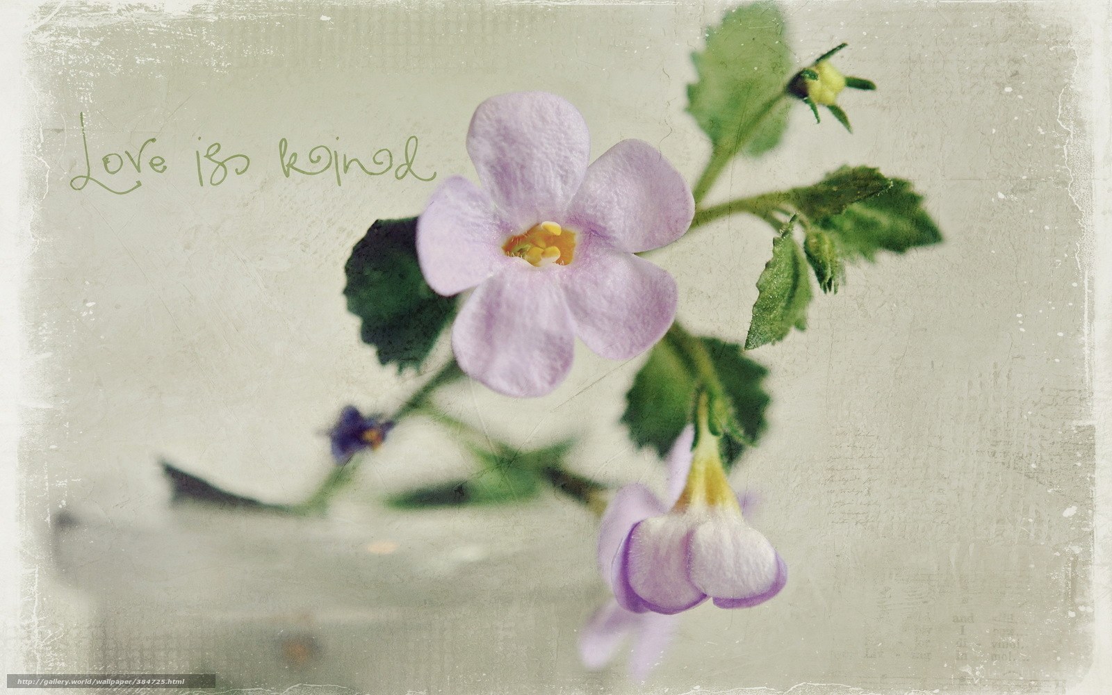 Purple flower with text