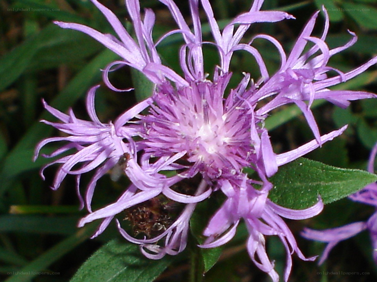 purple flower with thin petals