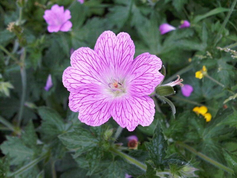 purple flower with veined petals