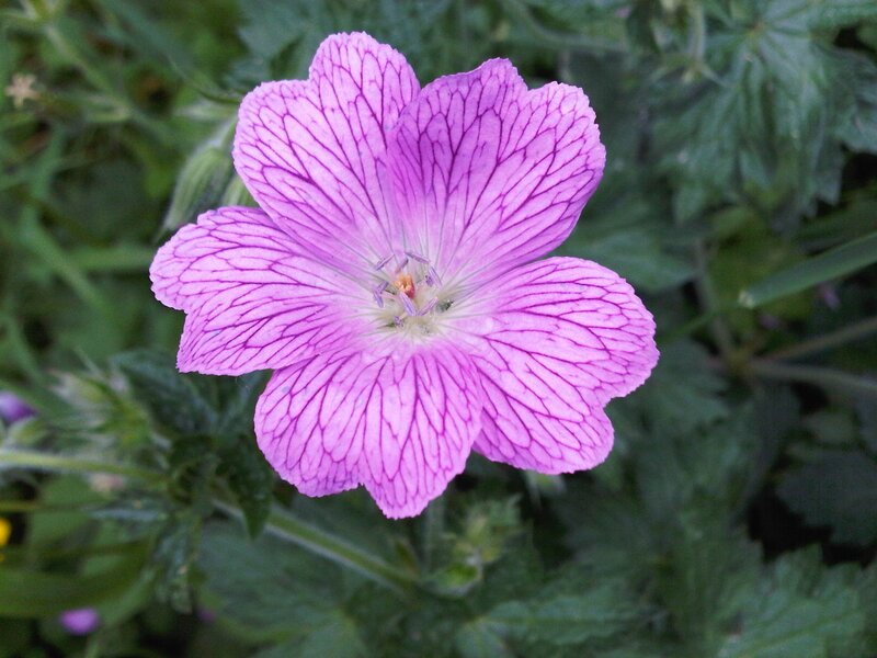 purple flower with veined petals
