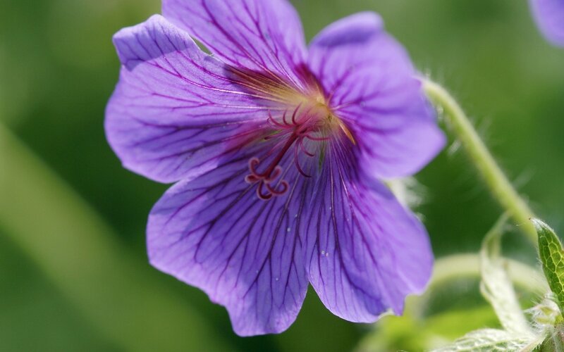 purple flower with veined petals