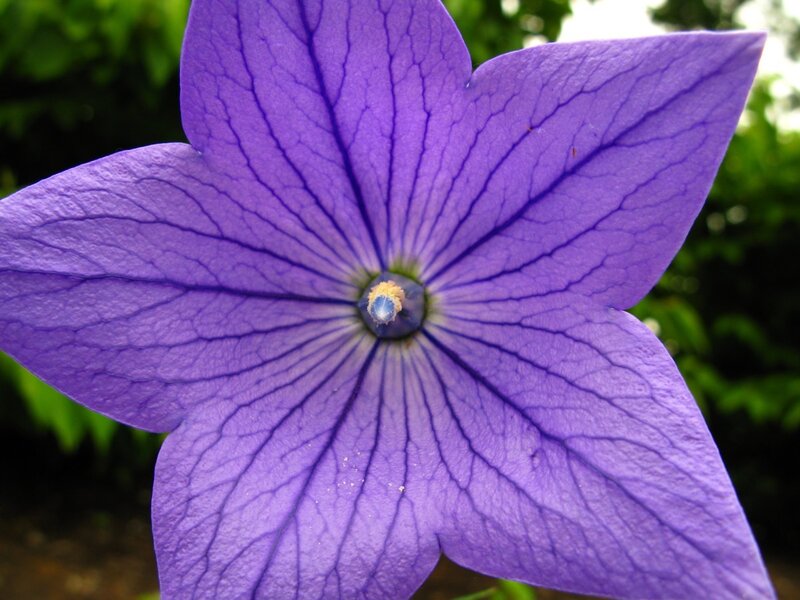 purple flower with veined petals