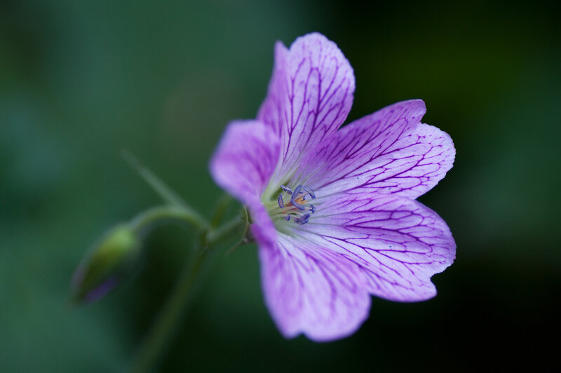 purple flower with veined petals