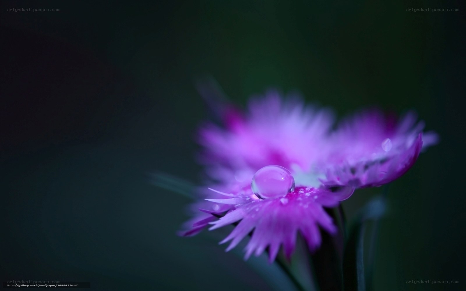 Purple flower with water droplet
