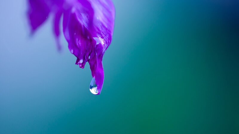 Purple flower with water droplet