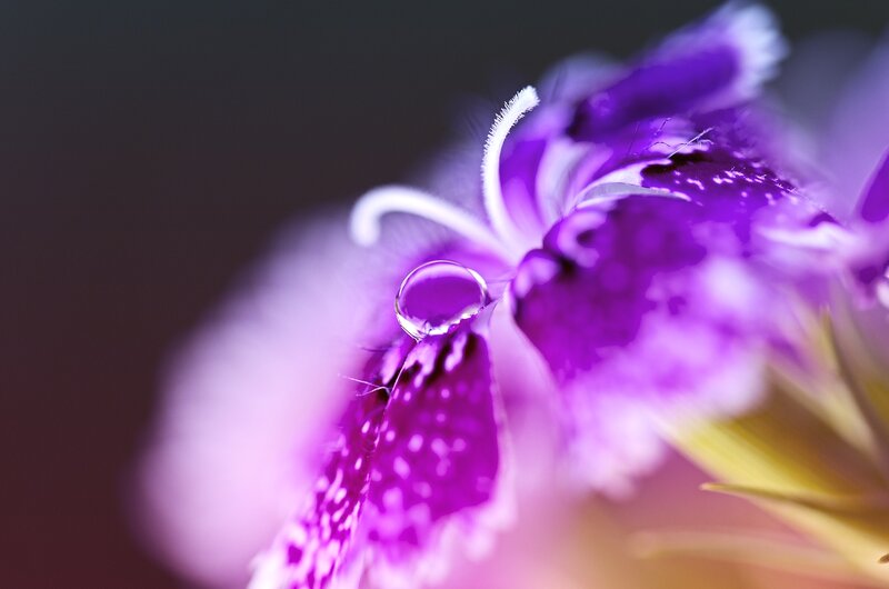Purple flower with water droplet