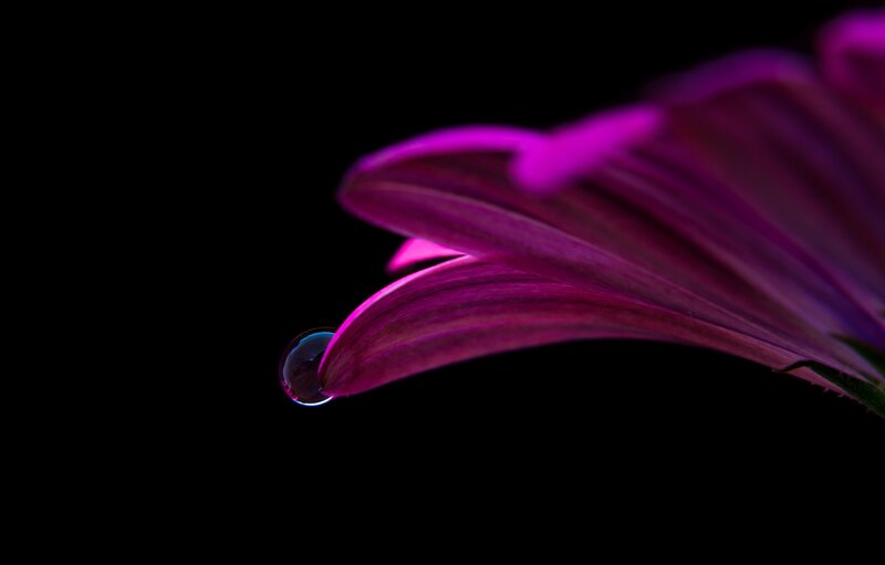 Purple flower with water droplet