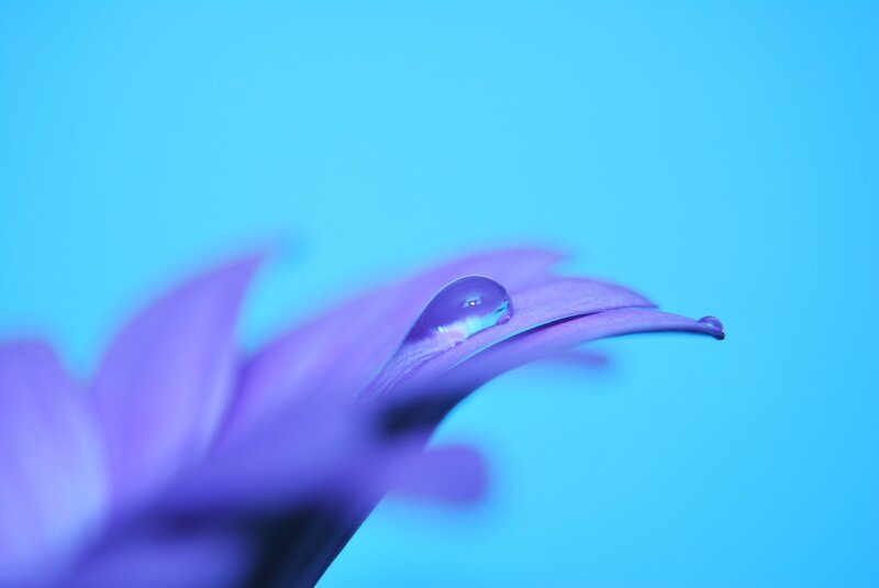 Purple flower with water droplet