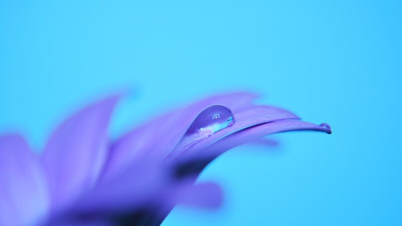 purple flower with water droplet