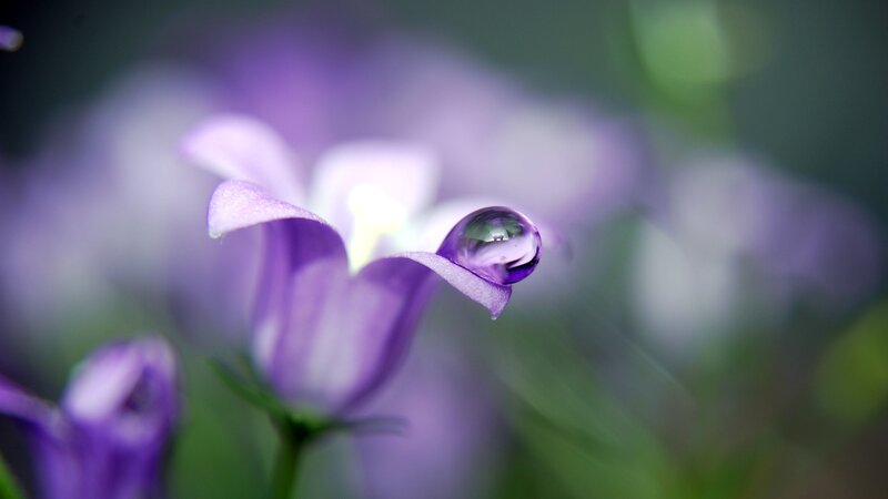 Purple flower with water droplet