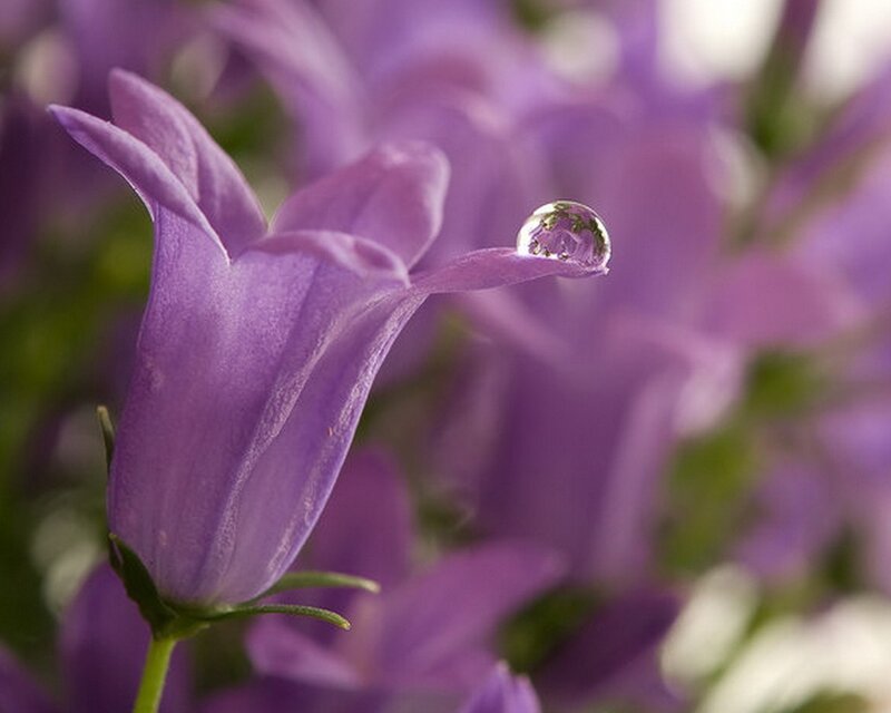 Purple flower with water droplet