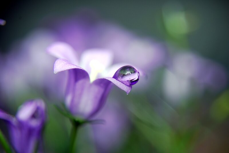 Purple flower with water droplet