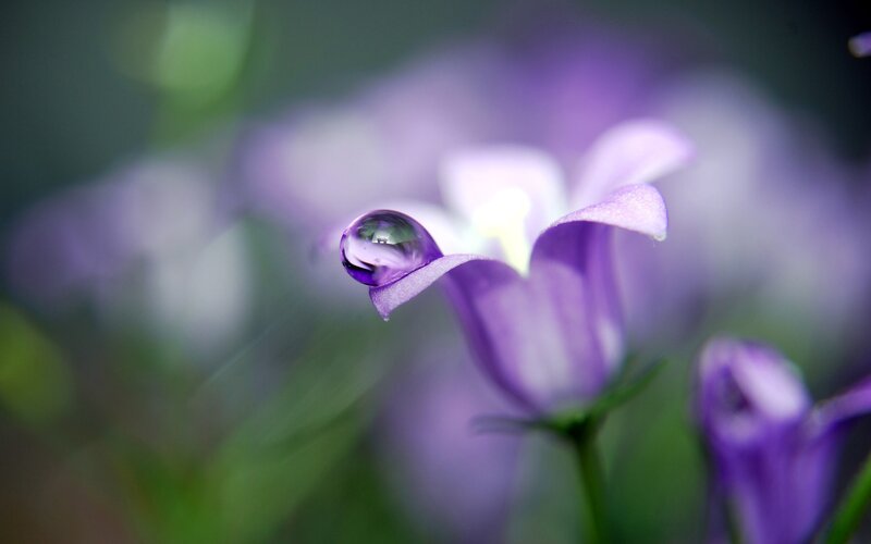 Purple flower with water droplet