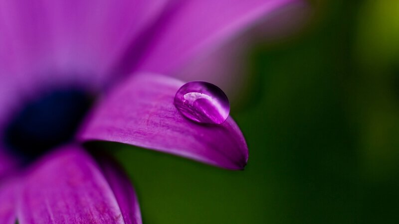 Purple flower with water droplet