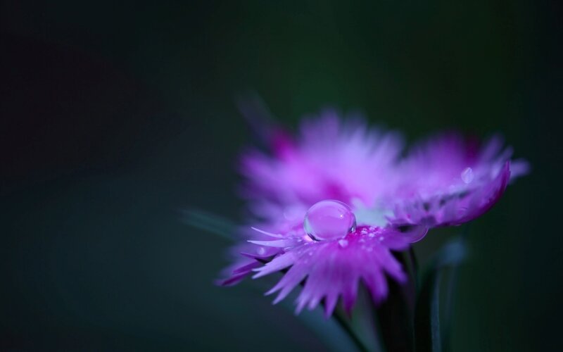 Purple flower with water droplet