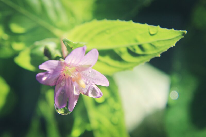 purple flower with water droplet