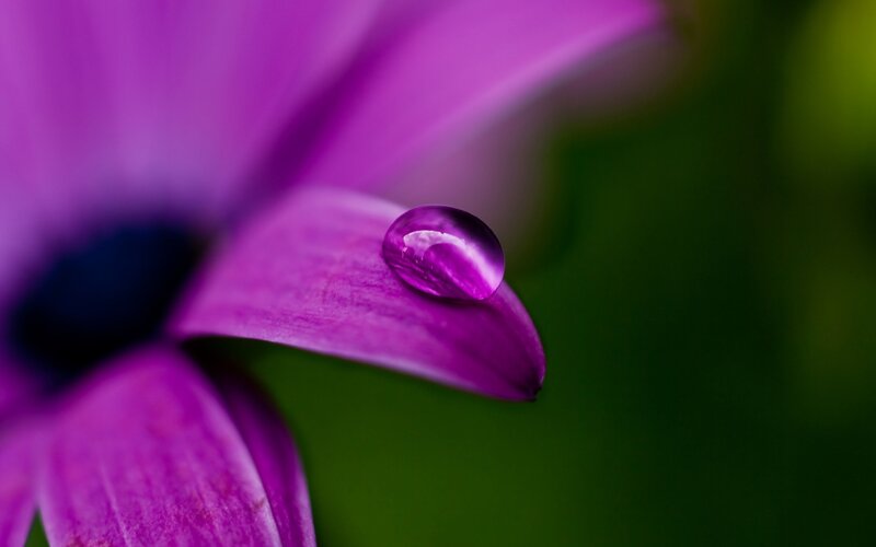 purple flower with water droplet