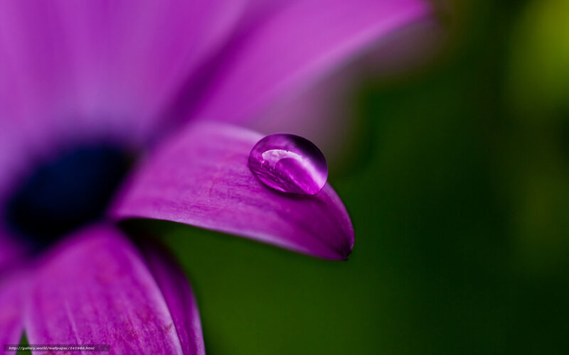 Purple flower with water droplet