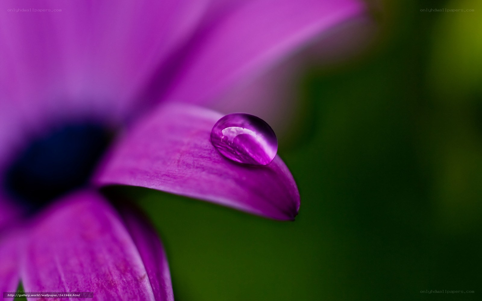 Purple flower with water droplet