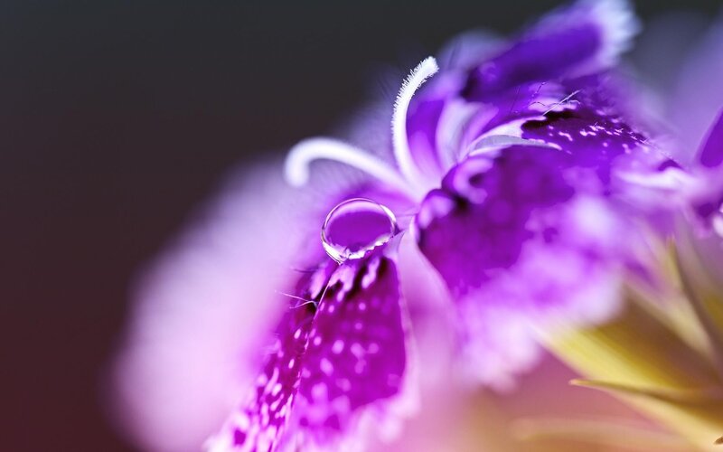purple flower with water droplet