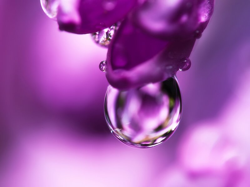 Purple flower with water droplet
