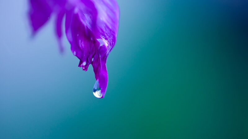 purple flower with water droplet