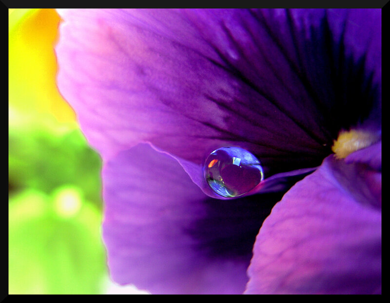 Purple flower with water droplet