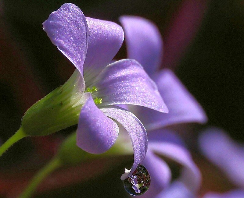 Purple flower with water droplet