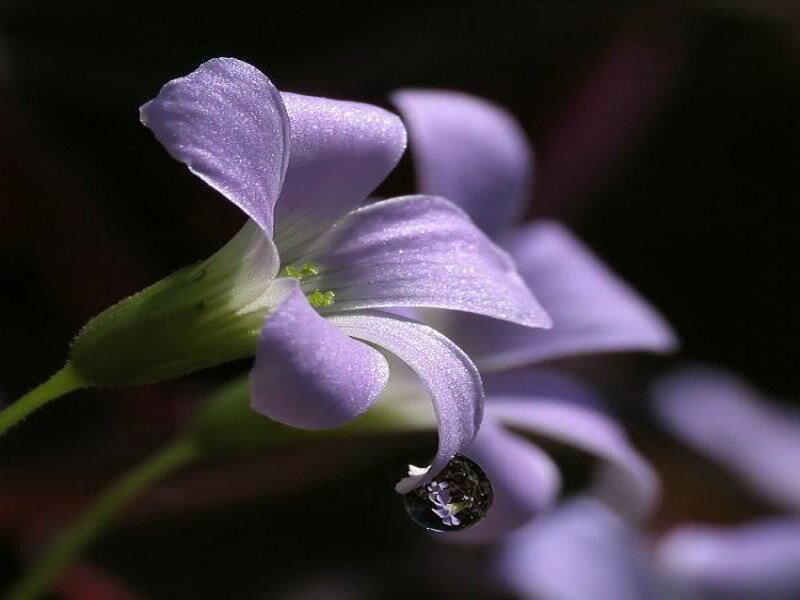 Purple flower with water droplet