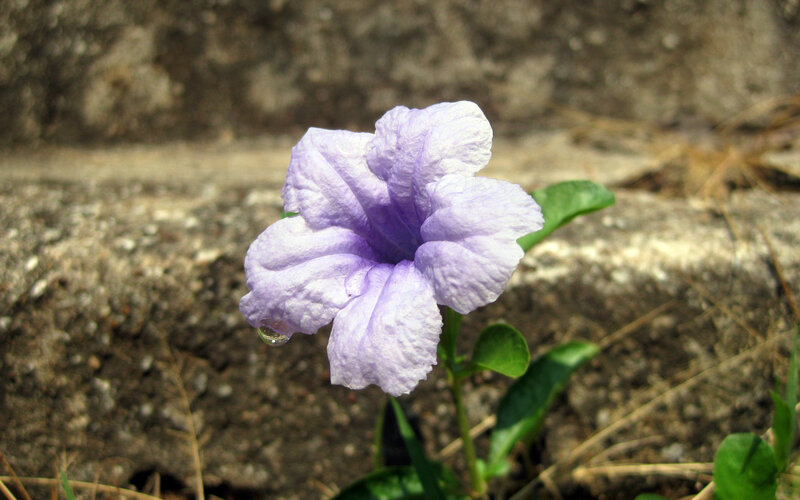 purple flower with water droplet