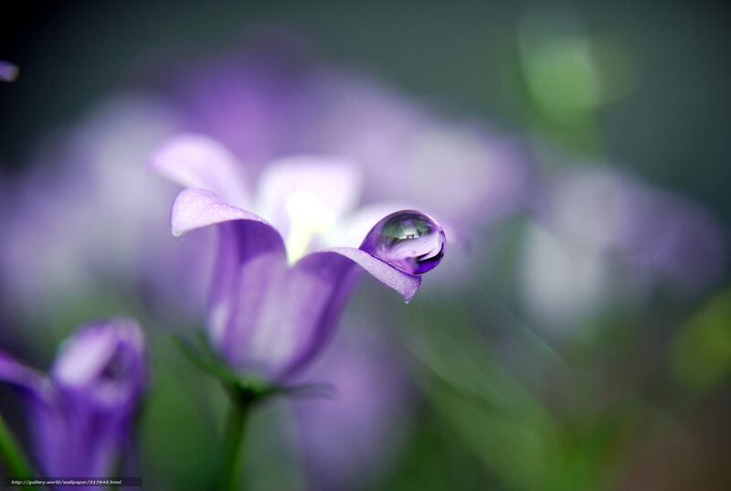 Purple flower with water droplet