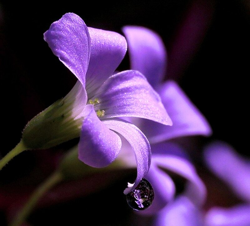 Purple Flower with Water Droplet — Dramatic, Photograph