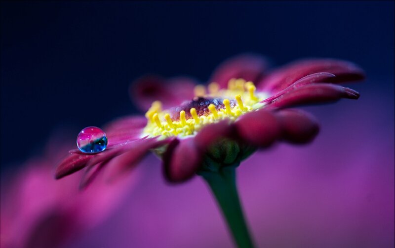 Purple Flower with Water Droplet — Dramatic