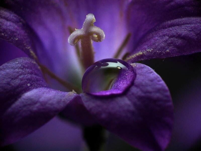 Purple Flower with Water Droplet — Serene, Photograph