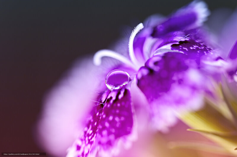 Purple Flower with Water Droplet — Serene, Photograph, Water Droplet, Petal, Stamen, White, Yellow