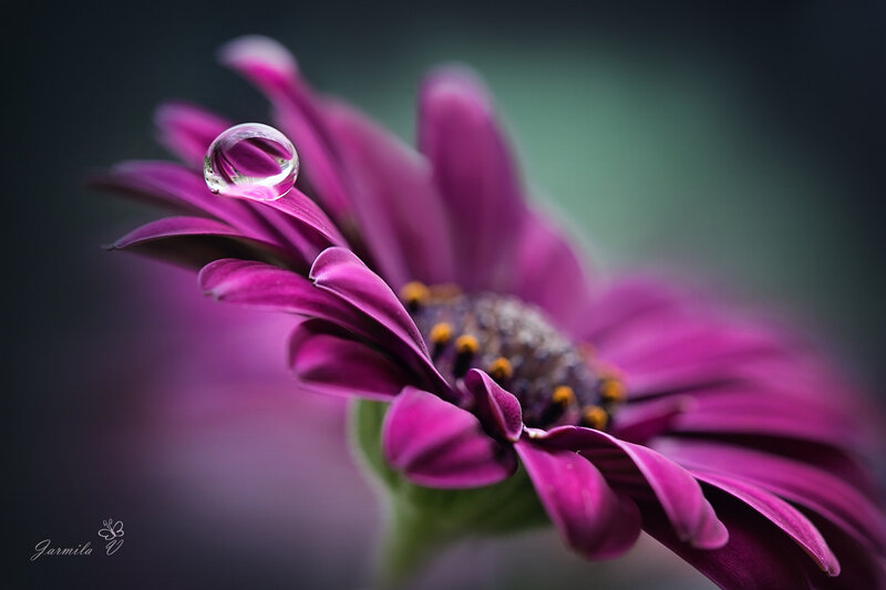 Purple Flower with Water Droplet — Serene, Photograph, Water Droplet, Petals, Center