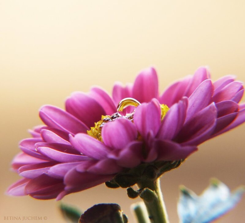 Purple Flower with Water Droplet — Serene, Photograph, Water Droplet, Stem
