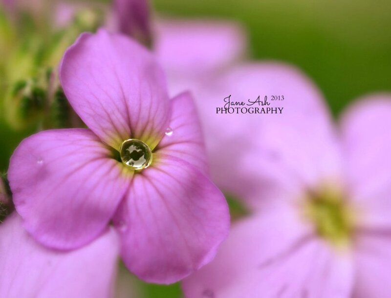 Purple Flower with Water Droplet — Serene, Spring