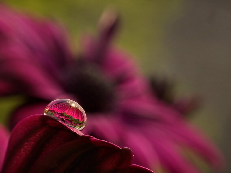 Purple Flower with Water Droplet — Serene