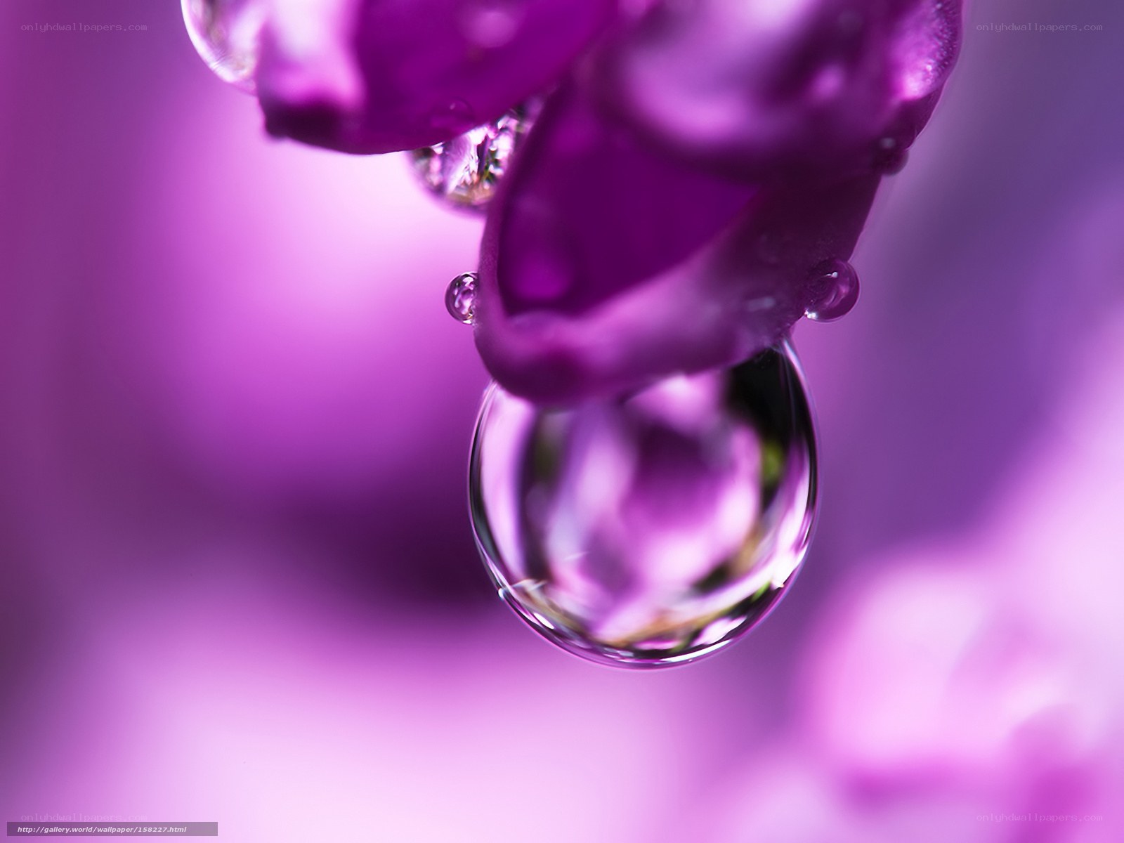 Purple flower with water droplet