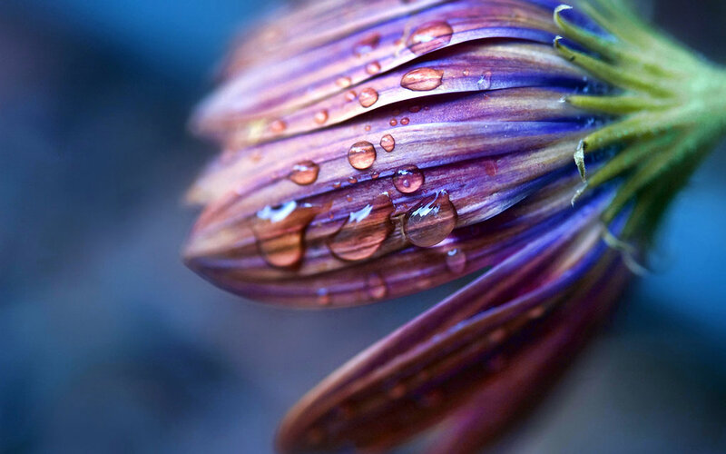 Purple flower with water droplets