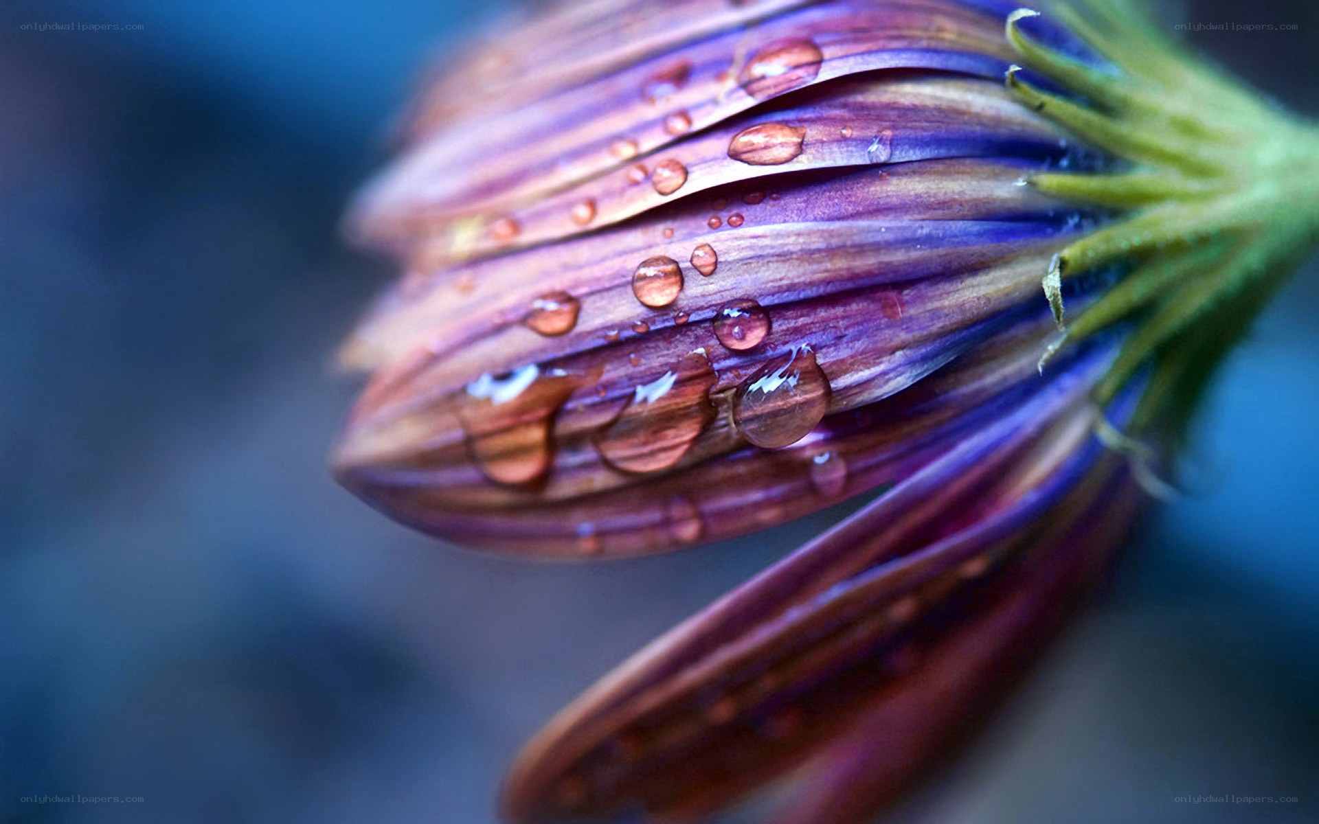 Purple flower with water droplets