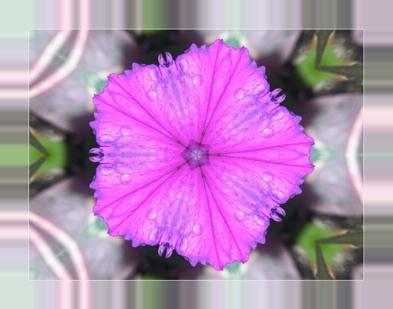 purple flower with water droplets