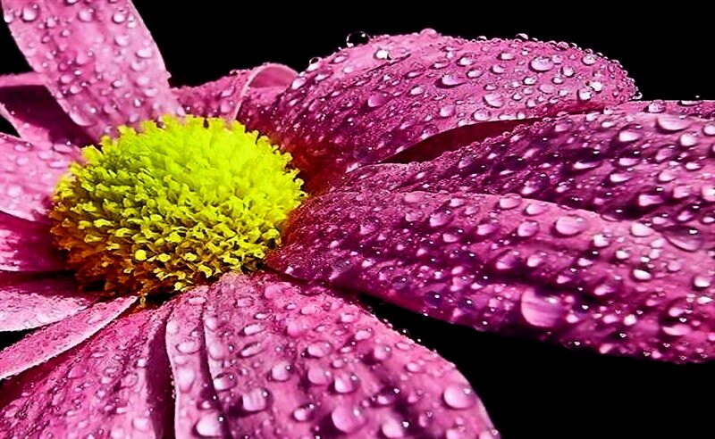 purple flower with water droplets