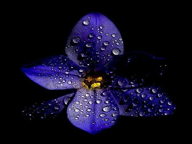 Purple flower with water droplets